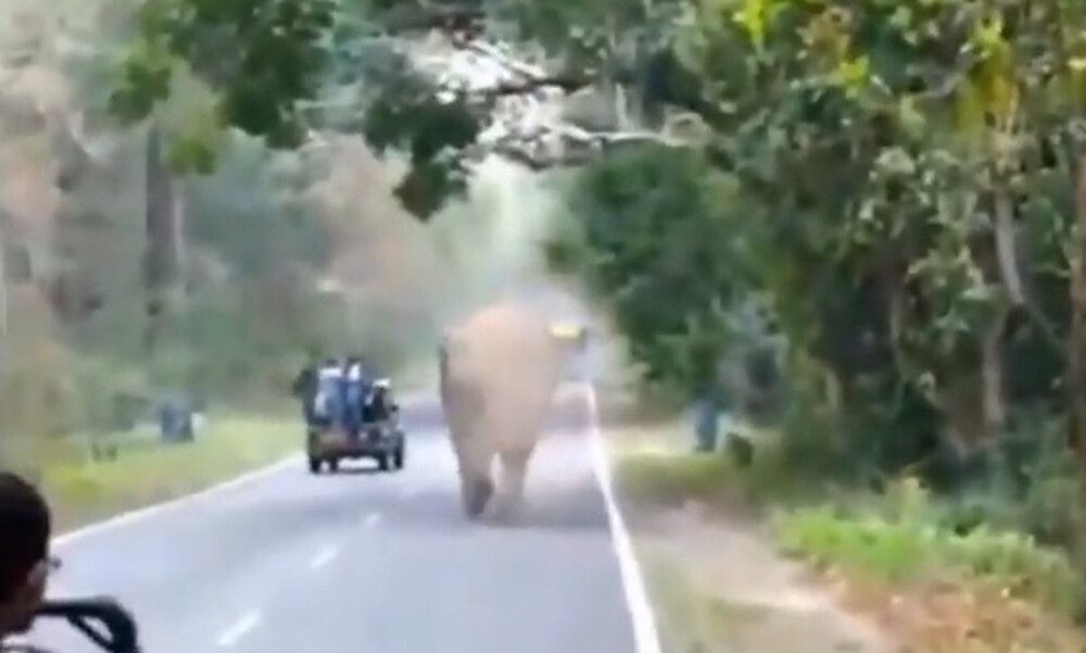 Άγριος ελέφαντας επιτέθηκε και πήρε στο κυνήγι τουρίστες (video)
