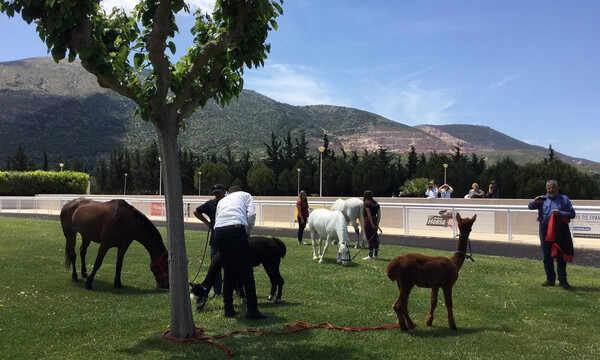 Ξεχωριστή Κυριακή στο Markopoulo Park με μεγάλα κέρδη