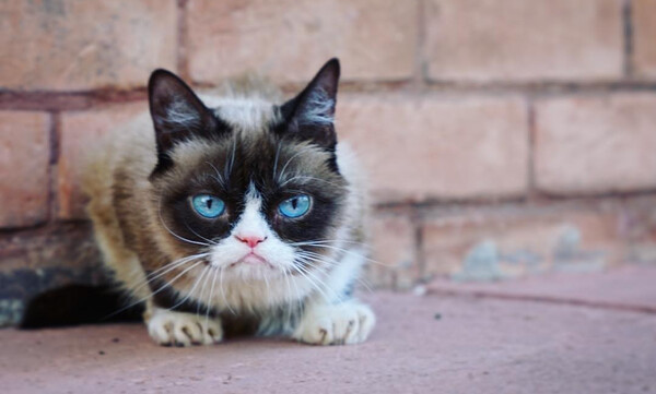 Grumpy Cat: Πέθανε η πιο αγαπημένη γκρινιάρα γάτα (photos+video)