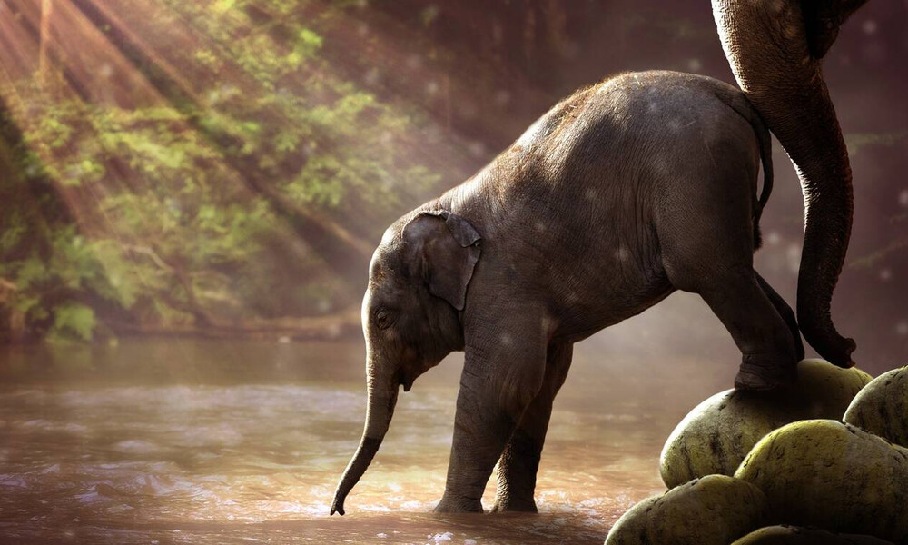 Ελέφαντας ποδοπάτησε μέχρι θανάτου χωρικό που πλησίασε το νεκρό μικρό του (video)