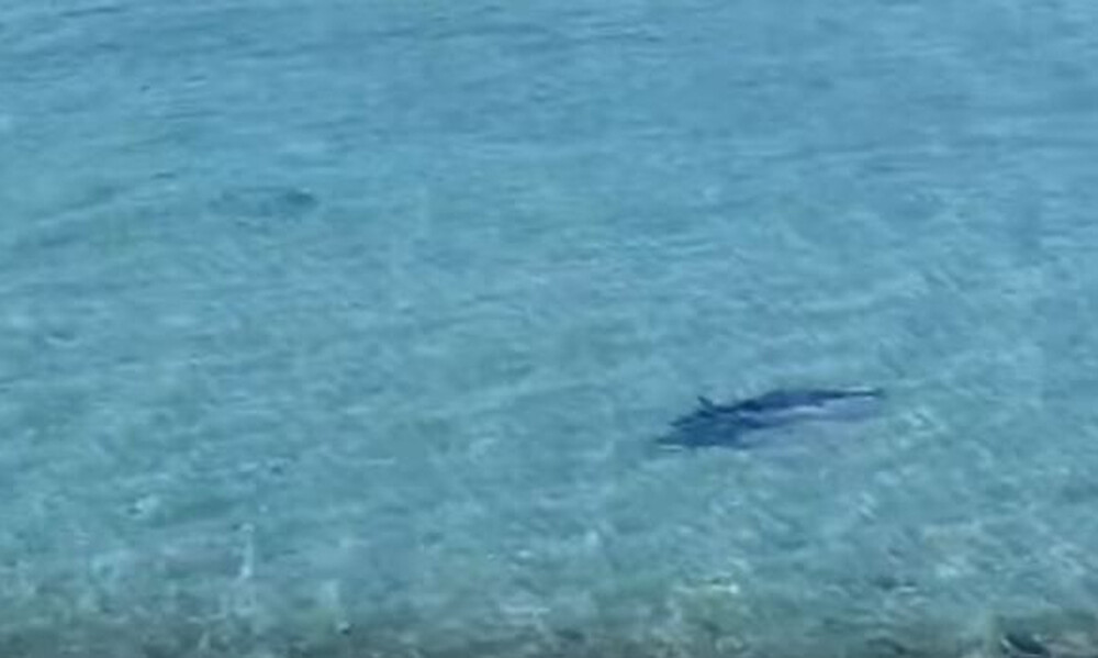 Απίστευτο! Καρχαρίας στη Σαλαμίνα (video)