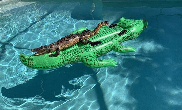 Επικό! Αλιγάτορας έκανε… όργια σε πισίνα πάνω σε πλαστικό αλιγάτορα (photos)