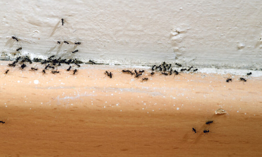 Αυτά είναι τα 6 φυσικά υλικά που διώχνουν οριστικά τα μυρμήγκια από το σπίτι (photos)