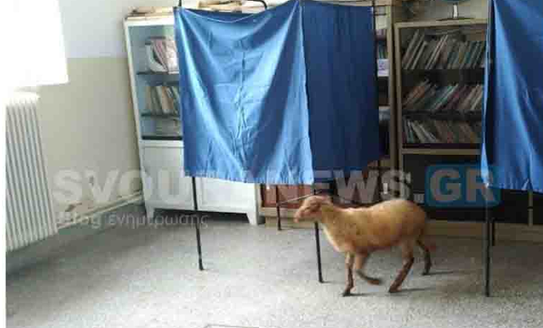 Πρόβατο μπήκε σε εκλογικό κέντρο στην Καστοριά... και δεν είναι ψηφοφόρος!