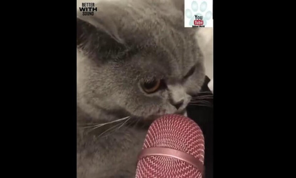 Τρελό γέλιο! Γάτα νιαουρίζει σε μικρόφωνο - Θα τρελαθείτε με τον ήχο (video)