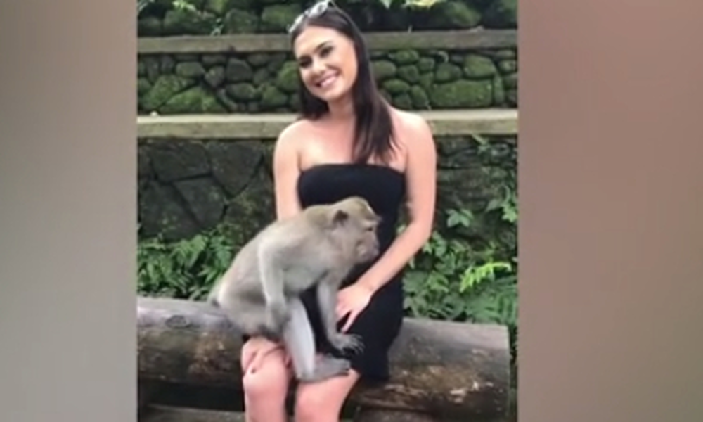 Άτακτο μαϊμουδάκι αποκάλυψε το μπούστο πανέμορφης τουρίστριας (video)