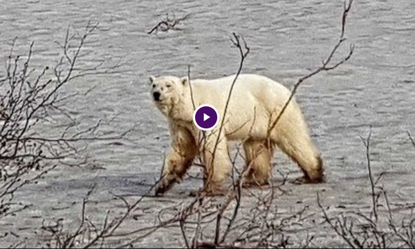Θλιβερό θέαμα: Πολική αρκούδα περιφέρεται χαμένη και εξαντλημένη χιλιόμετρα από το «σπίτι» της 
