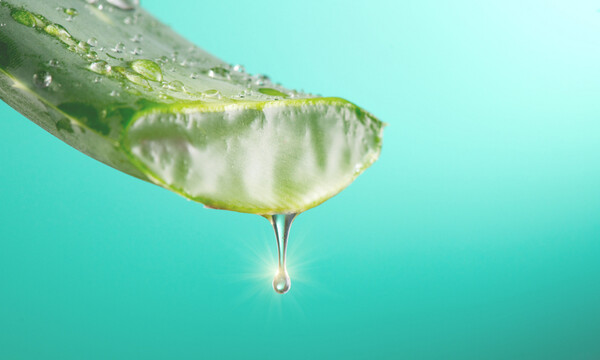 Αλόη: 6 θεραπευτικές ιδιότητες που πρέπει να γνωρίζετε (εικόνες)
