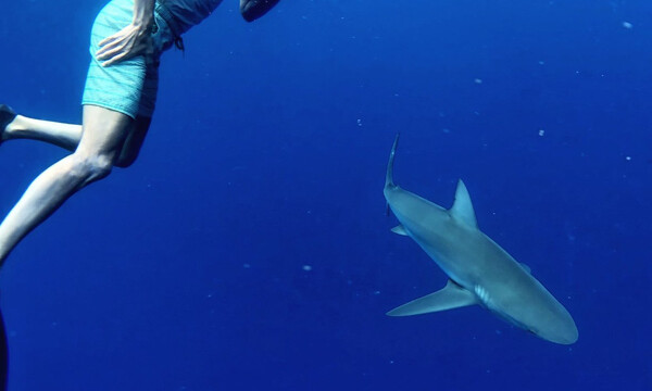 Θα σου κόψει την ανάσα: Πρώην σταρ του ΝΒΑ κολυμπάει με καρχαρία! (photο)