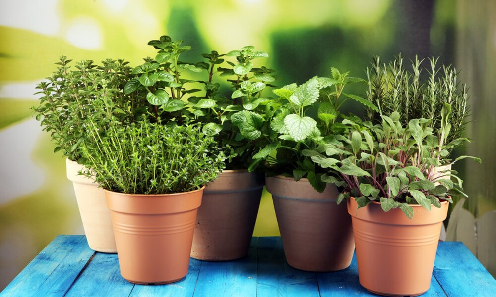 Τα βότανα που αυξάνουν τη θρεπτική αξία των φαγητών (εικόνες)
