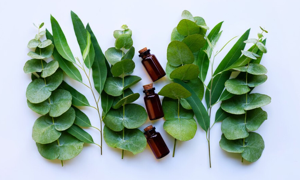 5 φυσικά συστατικά που απωθούν τα κουνούπια (εικόνες)