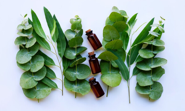 5 φυσικά συστατικά που απωθούν τα κουνούπια (εικόνες)