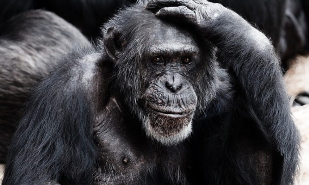 Τουρίστας πέταξε τσιγάρο σε κλουβί χιμπατζή – Θα πάθετε σοκ όταν δείτε τι έκανε (pics)