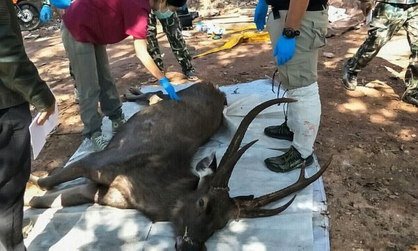 Βρήκαν νεκρό ελάφι - Έπαθαν ΣΟΚ μόλις άνοιξαν το στομάχι του και είδαν τι είχε μέσα (pics)