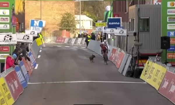 Επικό! Σκύλος πήρε στο κυνήγι ποδηλάτες σε αγώνα! (video)