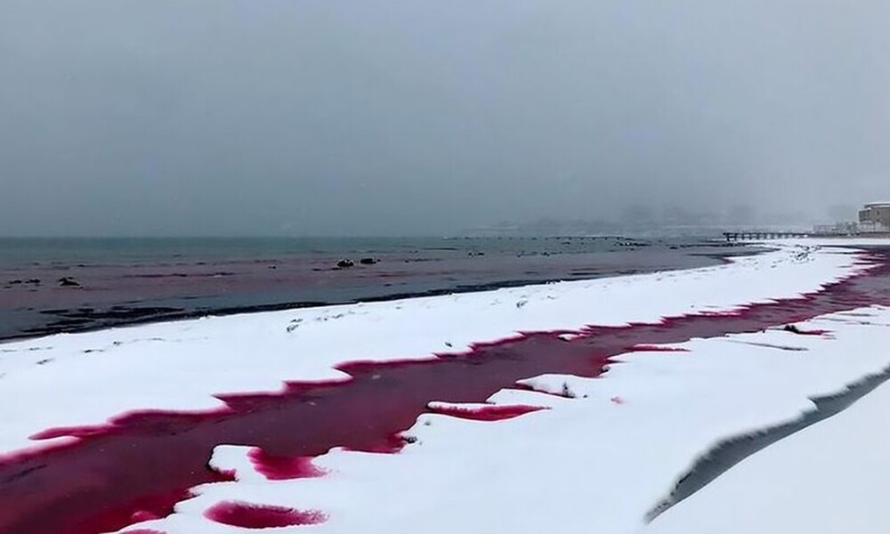 Απόκοσμο θέαμα: Η θάλασσα βάφτηκε με... αίμα - Εικόνες φρίκης