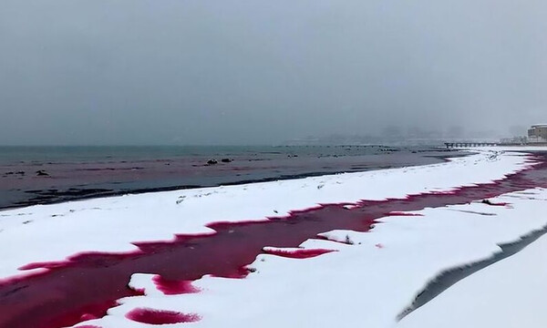 Απόκοσμο θέαμα: Η θάλασσα βάφτηκε με... αίμα - Εικόνες φρίκης