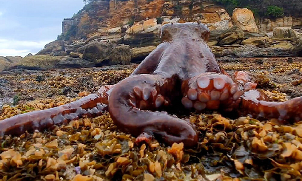 Ψαράς παθαίνει... πλάκα βλέποντας τεράστιο χταπόδι να βγαίνει απ' τη θάλασσα για βόλτα (video)