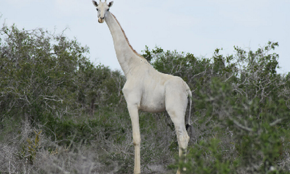 Σοκ: Κυνηγοί σκότωσαν τη σπάνια λευκή καμηλοπάρδαλη και το παιδί της... (video)