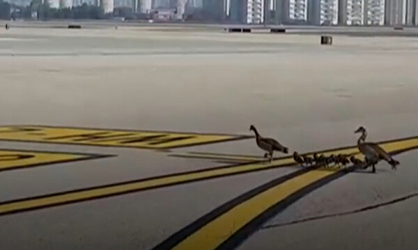 Χήνες και χηνόπουλα κάνουν περίπατο σε άδειο -λόγω κορονοϊού- αεροδρόμιο και γίνονται viral...