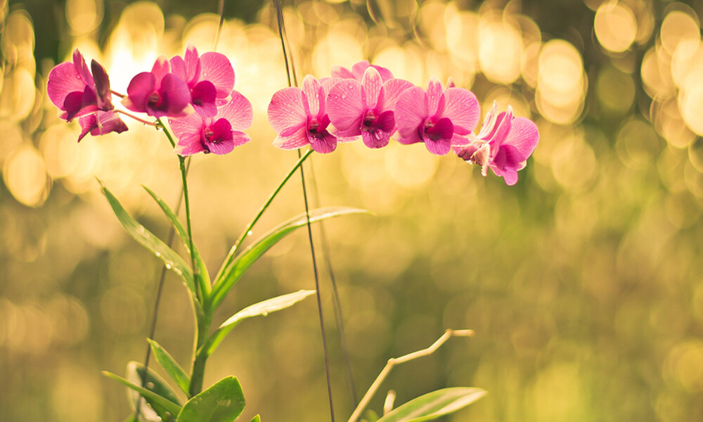 Ημερήσιες Προβλέψεις για όλα τα Ζώδια 22/03