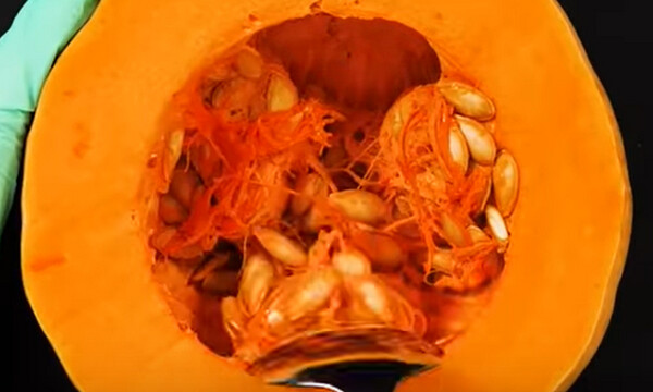 Παίρνει μια κολοκύθα, την κόβει στη μέση και ρίχνει χώμα! Θα το δοκιμάσετε σίγουρα... (Video)