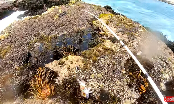 Ψάρεμα στα βράχια! Δολώνει ψαράκια σιλικόνης και βγάζει... ψαρούκλες (Video)