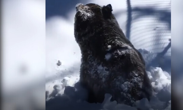 Έτσι ξυπνάει μία αρκούδα από χειμερία νάρκη (video)