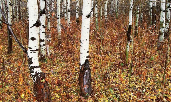 Ζώο κρύβεται στο δάσος - Μόλις το 5% μπορεί να το εντοπίσει! Εσείς; (photos)