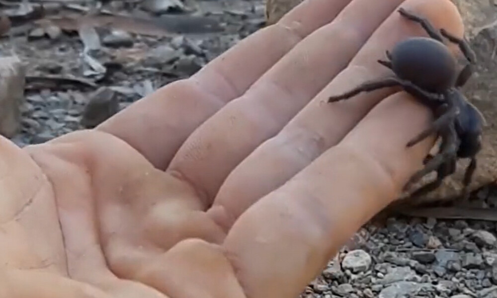 Αυτή η μαύρη αράχνη σκοτώνει άνθρωπο με ένα δάγκωμα! Δεν φαντάζεστε τι κάνει μαζί της... (Vid)