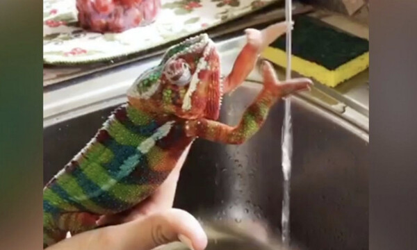 Απίστευτο! Χαμαιλέοντας πλένει τα χέρια του και δίνει το... παράδειγμα λόγω κορονοϊού (Vid)