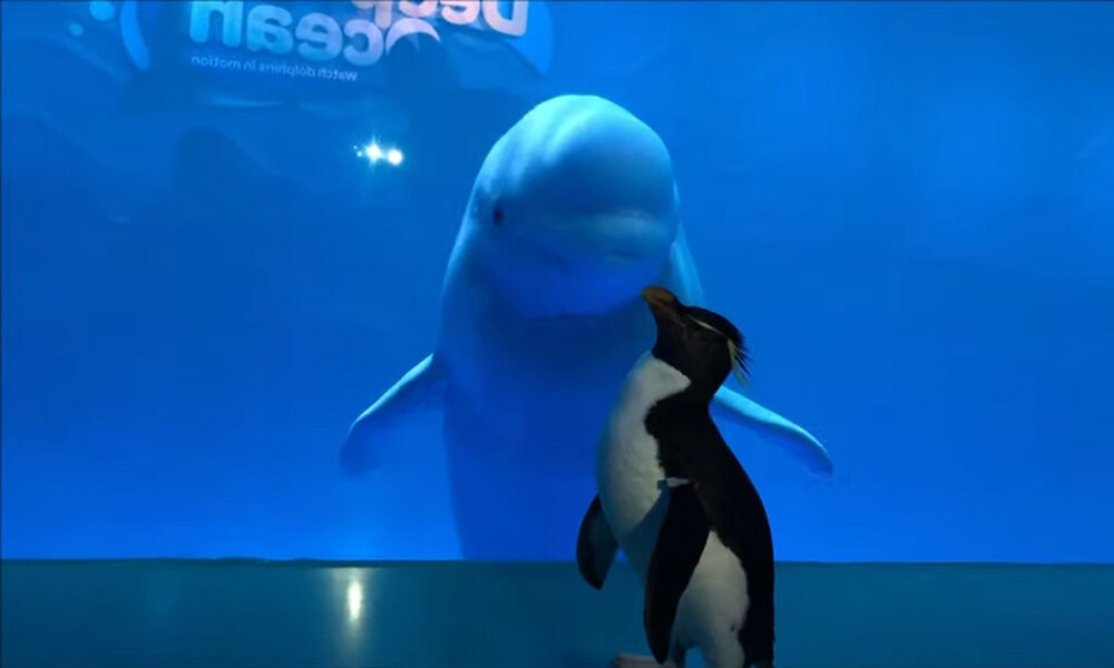 Αξιολάτρευτος πιγκουίνος κόβει βόλτες σε άδειο ενυδρείο - Δείτε τους φίλους που έκανε (video)