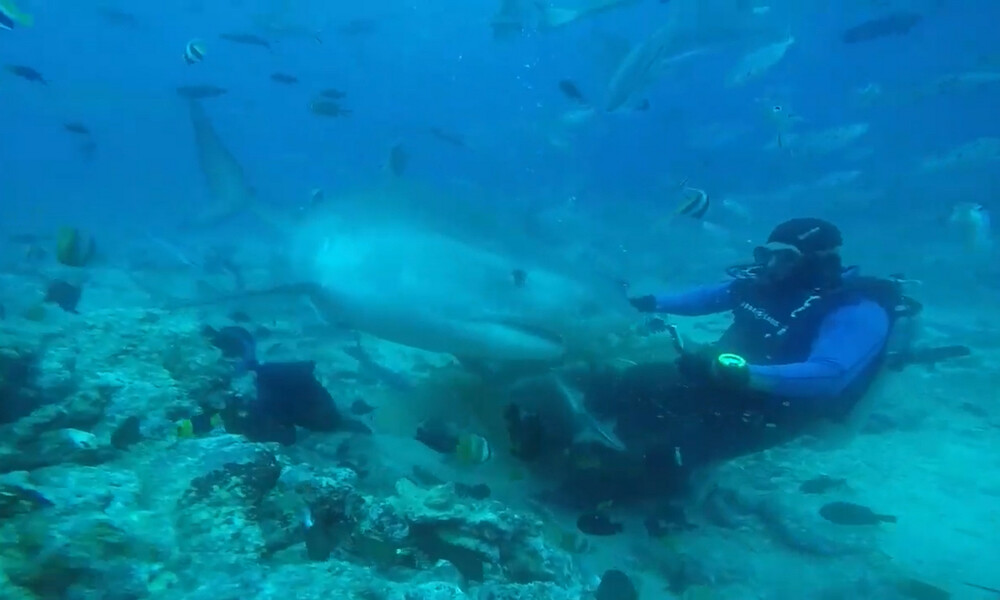 Εικόνες που κόβουν την ανάσα - Τεράστιος καρχαρίας δάγκωσε στο κεφάλι δύτη (videos)