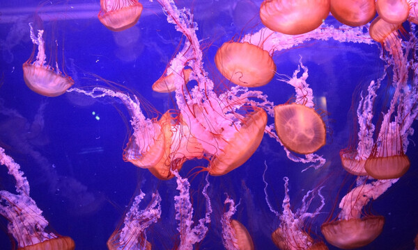 Χιλιάδες μέδουσες έκαναν επέλαση σε παραλία λόγω… κορονοϊού (video)