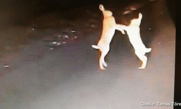 Απολαυστικό! Ασθενοφόρο σταμάτησε μέσα στη νύχτα γιατί δύο λαγοί πλακώθηκαν στο ξύλο! (video)