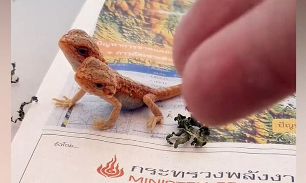 Σοκαριστικό! Γεννήθηκε σαύρα με δύο κεφάλια και... τρώει κι απ' τα δύο στόματα (video)