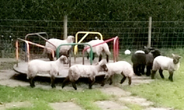 Ο κορονοϊός έκλεισε τις παιδικές χαρές, αλλά... πρόβατα κάνουν γύρω - γύρω όλοι! (video)