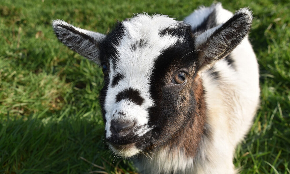 Γεννήθηκε κατσικάκι με δύο κεφάλια... (video)