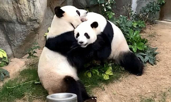 Δύο γιγαντιαία πάντα κατάφεραν να ζευγαρώσουν - Δεν φαντάζεστε πόσα χρόνια προσπαθούσαν (photos)