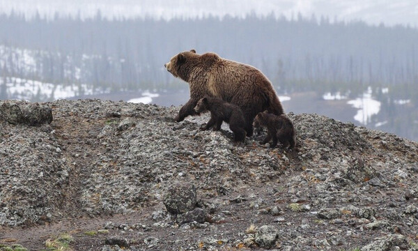 Επικό! Αρκούδα με τα αρκουδάκια της βρήκε την ευκαιρία και κάνει βόλτες στην Καστοριά! (video)