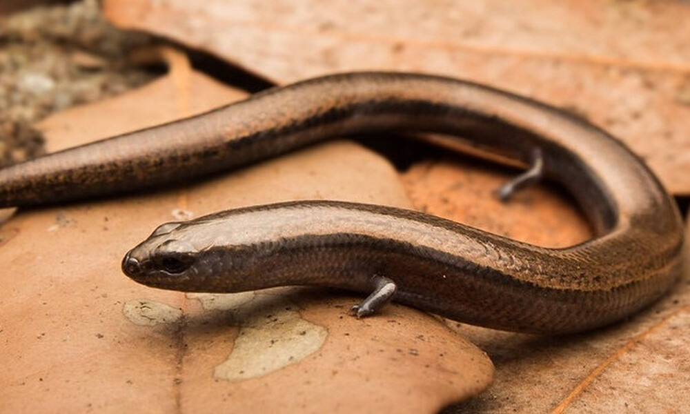 Επιστήμονες ανακάλυψαν νέο είδος - Το πρωτοφανές φαινόμενο που παρουσιάστηκε σε σαύρα