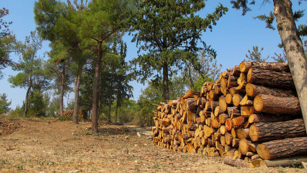 Κιλκίς: Κρούσματα παράνομης υλοτόμησης λόγω κορονοϊού στα ελληνοβουλγαρικά σύνορα