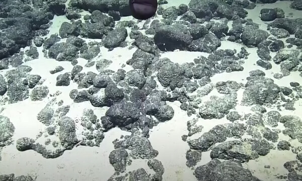 Μοναδικό βίντεο: Χέλι-πελεκάνος αλλάζει μορφή μπροστά στην κάμερα