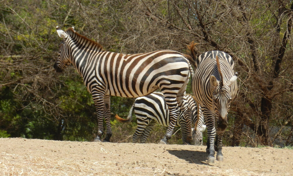 Απίστευτο: Γεννήθηκε διασταύρωση ζέβρας και γαϊδουριού (photos)