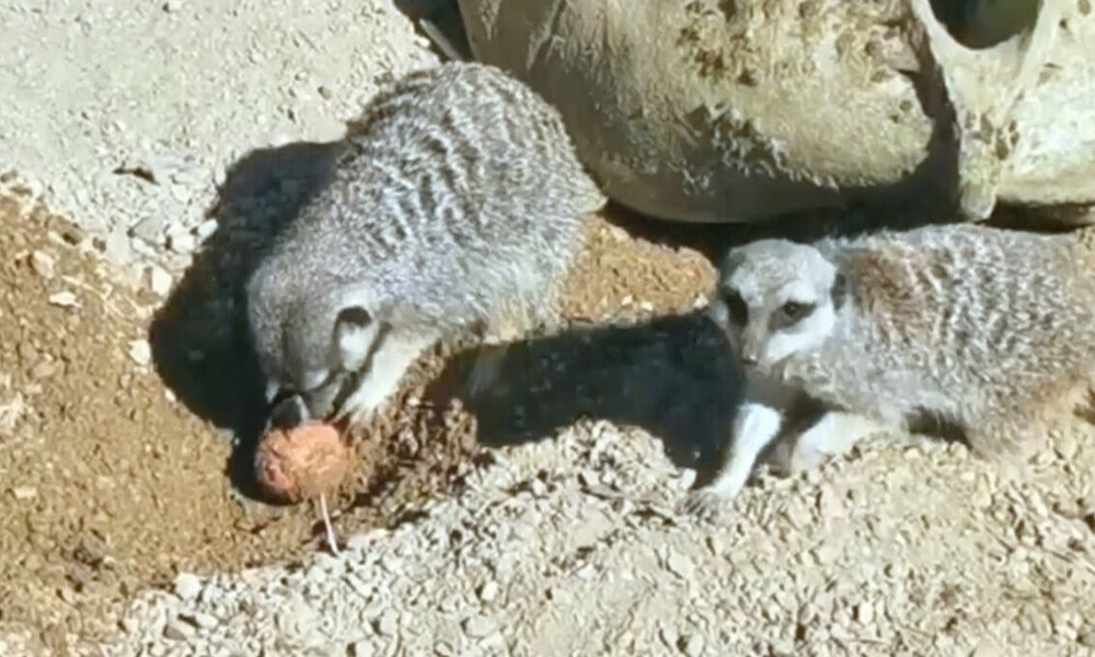 Σουρικάτες! Τα σπάνια ζώα που τρέφονται με... σκορπιούς και έχουν ανοσία στο δηλητήριό τους (video)