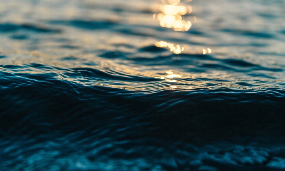 Δέος: Ανακαλύφθηκε το μακρύτερό ζώο του πλανήτη (video)