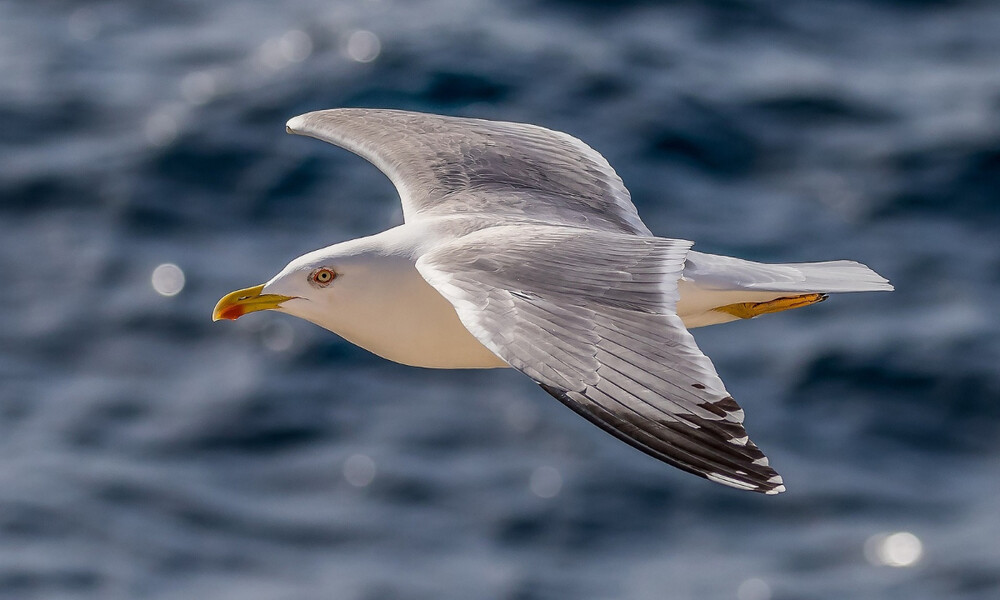 Τρομερό σκηνικό! Γλάρος καταπίνει ολόκληρο... λαγό (video)