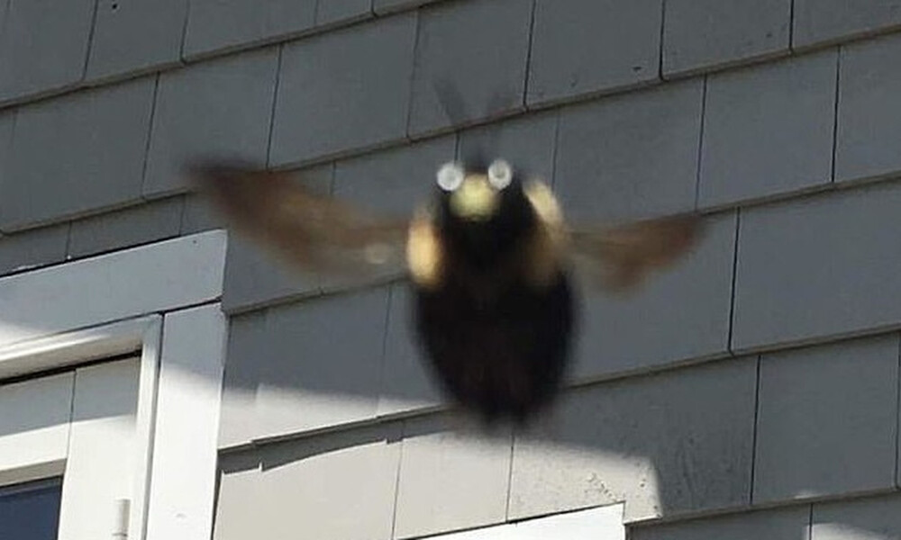 Αυτές είναι οι καλύτερες... αποτυχημένες φωτογραφίες ζώων (photos)