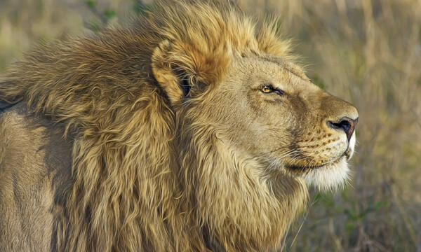 Απίστευτες εικόνες: Λιοντάρια κοιμούνται στη μέση του δρόμου (photos)