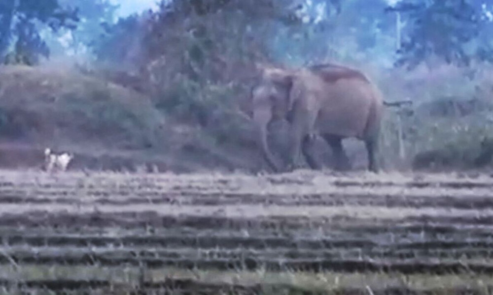 Η μονομαχία ήταν εξ αρχής άνιση! Ελέφαντες τα βάζουν με σκύλο. Δείτε, όμως, τι θα συμβεί... (vid)